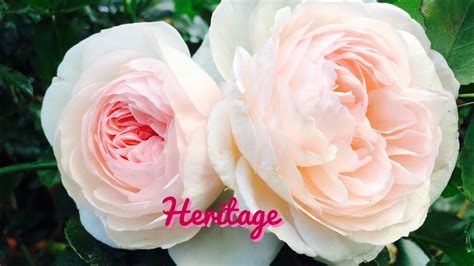 David Austin Heritage Rose Soft Pink English Shrub Youtube