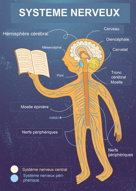 Système Nerveux Organes Rôle Schéma Examens