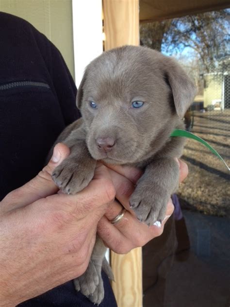 After you have read the website and seen all the pictures, please feel free to call or email silver star. Silver Lab Retriever Puppies for Sale | Silver and ...