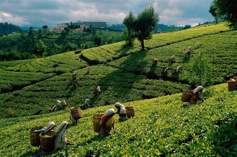 Wallpaper Tea Plantations Fields Working Women Gathering