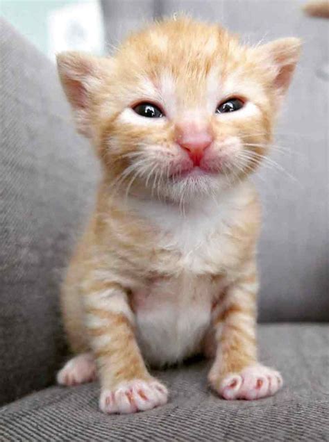 5 Orphaned Ginger Kittens Get Help Just In Time Kittens Cats Kitty