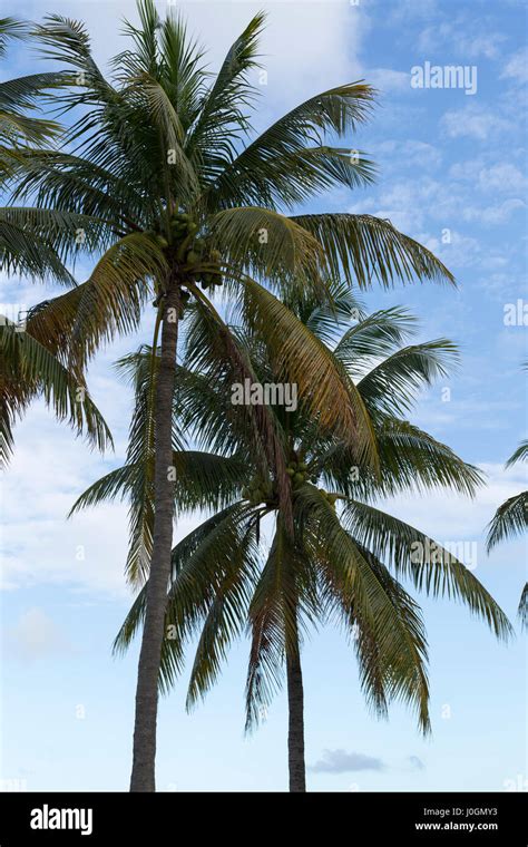 Palm Tress In Miami City In Front Of Blue Sky With Some White Clouds