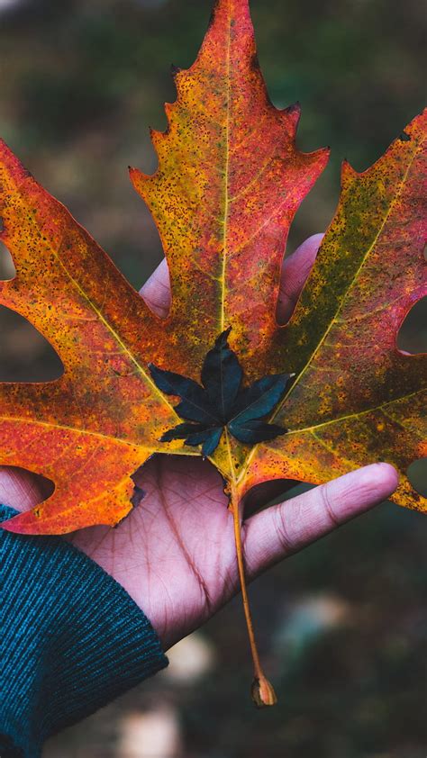 Century Leaf Autumn Autumn Colors Fall Heart Hd Phone Wallpaper