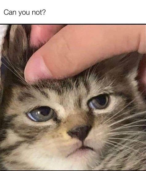 Recapping 2020 With The 50 Best Cat Memes Best Cat Memes Cat Memes Cats