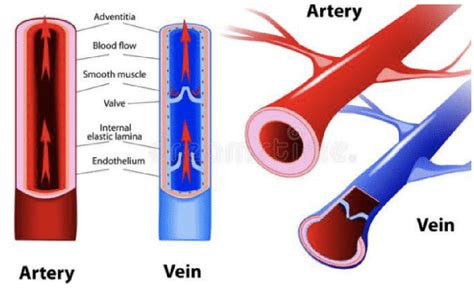 Difference Between Artery And Vein Difference Between