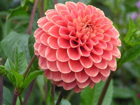Top 10 Most Beautiful Flowers In The World David Atkins Medium