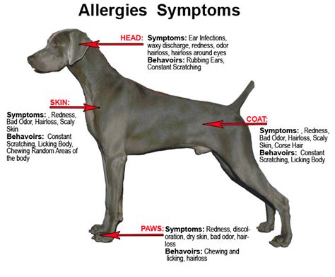 How To Treat Food Allergies For Dogs