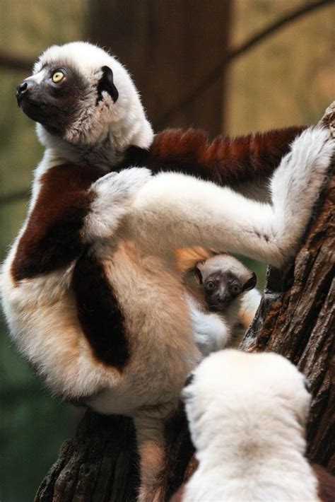 Sifaka Lemurs Mom Little Baby Look Guys It Zoo From Zaboomafoo