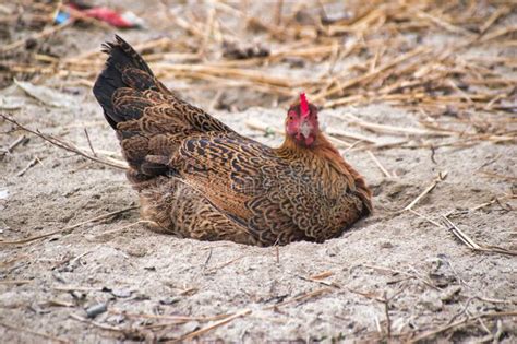 Mother Hen Caring For Her Chickgallus Gallus Domesticus Stock Image