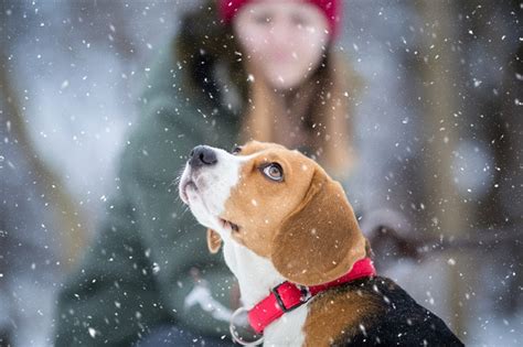 How To Care For Your Dog In Winters Happy Dogs Blog