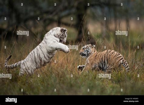 Bengal Tiger Koenigstiger Panthera Tigris Tigris In Playful Fight