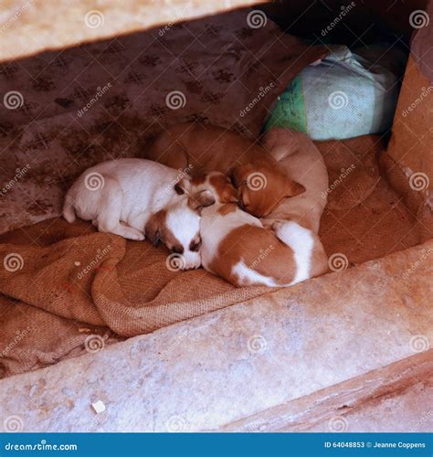 Litter Of Puppies Stock Image Image Of Puppies House 64048853