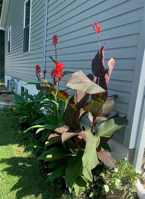 Cannas Lily Purpurea Variegated Canna Bulb Bronze Green And Etsy Canada