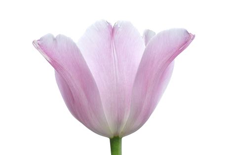 Free Images Nature Petal Tulip Pink Close Pastel Organ Crocus