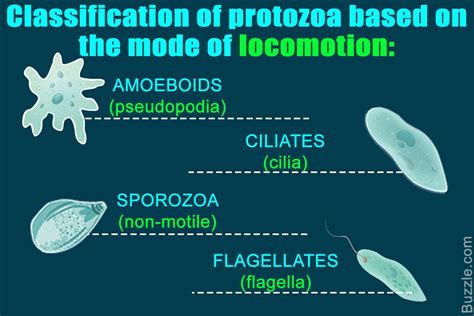 The Term Protozoa Is Generally Used To Describe