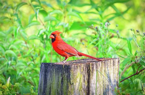 Male Northern Cardinal Bird Ohio Photograph By Ina Kratzsch