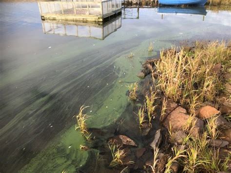 Blue Green Algae Confirmed In Spiggie Loch Shetland Islands Council