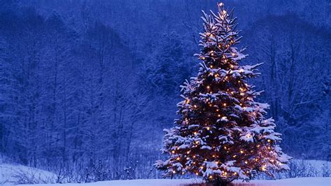 1080p Free Download Snow On A Christmas Tree Snowy Christmas Trees