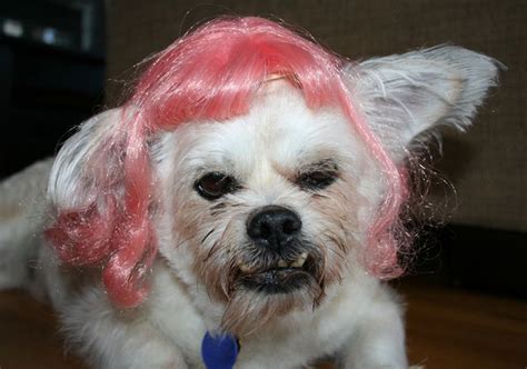 Community Post 50 Hilarious Dogs In Wigs Funny Animal Pictures Funny
