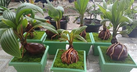 Penentuan posisi batok ini merupakan langkah terpenting untuk menentukan bentuk awal bonsai kelapa yang anda buat. (VIDEO) Lelaki Indonesia Ini Tunjuk Cara Pokok Kelapa Jadi ...