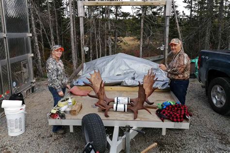 Gallery Newfoundland Moose Hunts Black Bear Outfitter A1 Hunts
