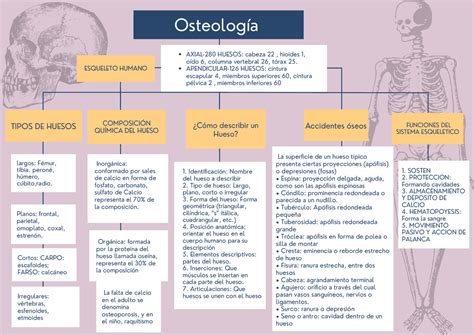Resumen De OsteologÍa Esquemas Y Mapas Conceptuales De Anatomía Docsity