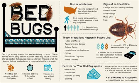 Some Information About Bed Bugs Bed Bug Bites Bed Bug Facts Bed Bugs