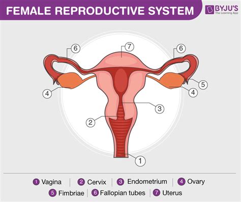 Blank Diagram Of Human Reproductive Systems 1 The Anatomy Of The Female Reproductive System