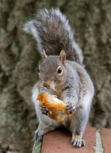 In addition to the many creative quotes and jokes included in these memes, there are a lot of different versions of them as well, and to showcase some of the best ones, we've created the list. Scene on Campus: A squirrel noms on discarded food. Wait ...