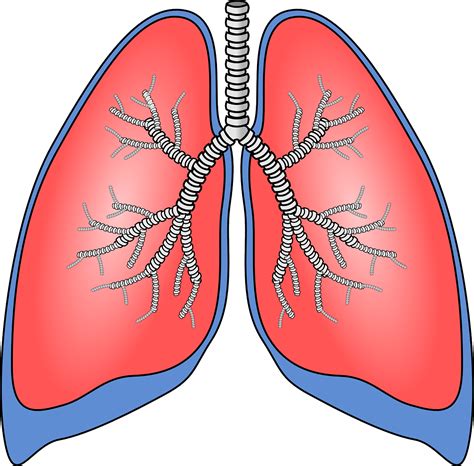 Poumons Organe Anatomie Images Vectorielles Gratuites Sur Pixabay