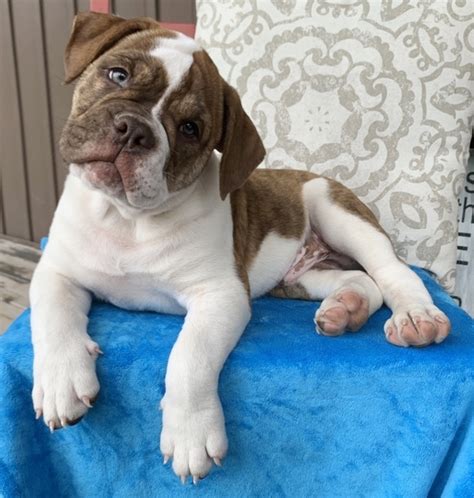 Being recognized by the akc in 1886, the breeds' original use was bull baiting, an activity later ruled as inhumane and made illegal. Gold Victorian Bulldog Puppy 652773 | PuppySpot