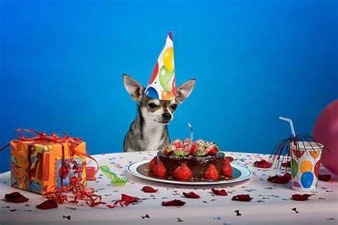 Best Happy Birthday Chihuahua Stock Photos Pictures And Royalty Free