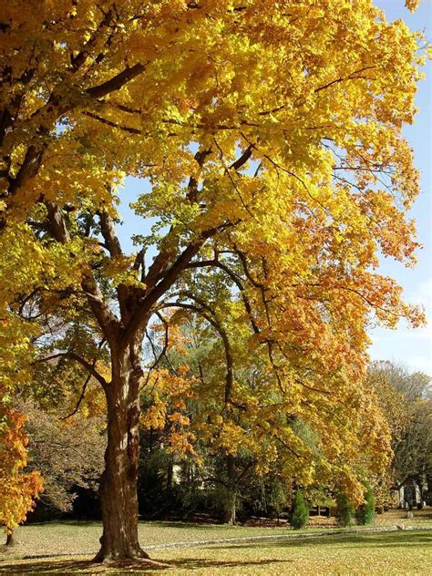 Pennsylvanias Most Colorful Trees For Fall Foliage