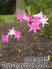 Amaryllis Belladonna Callicore Rosea Belladonna Lily March Lily Naked Lady TopTropicals Com