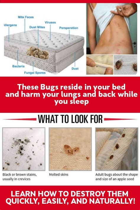 10 Super Simple Ways To Get Rid Of Bed Mites Artofit