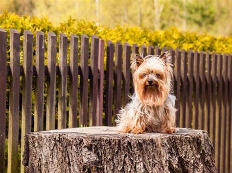 Aus gesunder züchtung stammende yorkies können ein hohes lebensalter bis. Warum werden kleine Hunde oft älter als große Hunde?