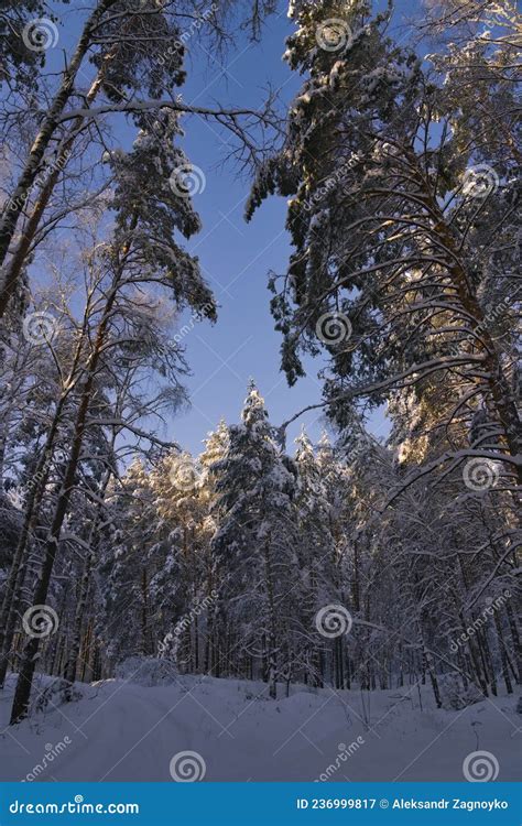The Tops Of Huge Pine Trees Winter Forest Covered With Snowdrifts
