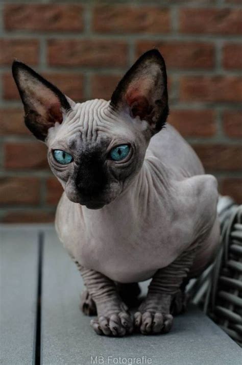 Sphynx Cats And Their Fascinating Intriguing Beauty Viral Cats Blog