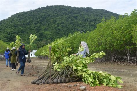 Penanaman Seribu Mangrove Kawasan Pesisir Aceh Antara Foto