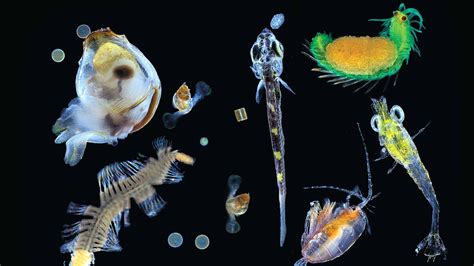 Revealed The Oceans Tiniest Life At The Bottom Of The Food Chain