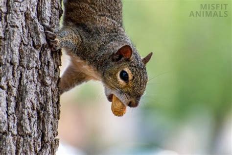 Can Squirrels Eat Peanuts 7 Peanut Alternatives