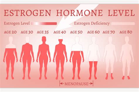 Estrogen Hormone Level Custom Designed Illustrations ~ Creative Market
