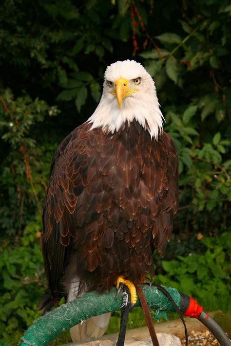 Bald Eagle Front Facing Bald Eagle On Perch With Green Bac M Eye