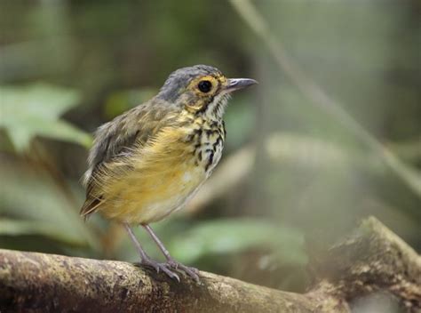 Spotted Antpitta Birdforum Opus Birdforum