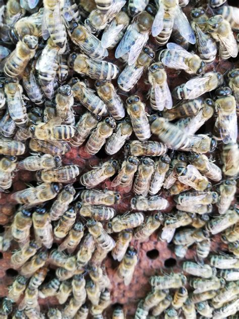 Carniolan Queen Bees For Sale