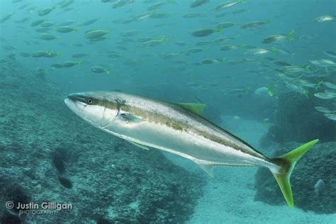 Yellowtail Kingfish Seriola Lalandi Photographed Off Southern