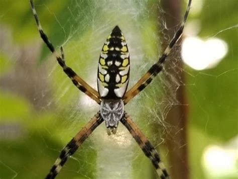 Kentucky Spiders Pictures And Id Help Green Nature
