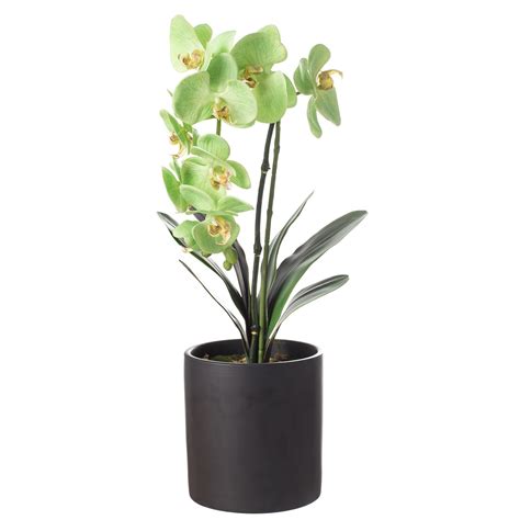 Phalaenopsis Orchid Potted Plant, Black, Sullivans | Phalaenopsis orchid, Orchid pot, Orchids