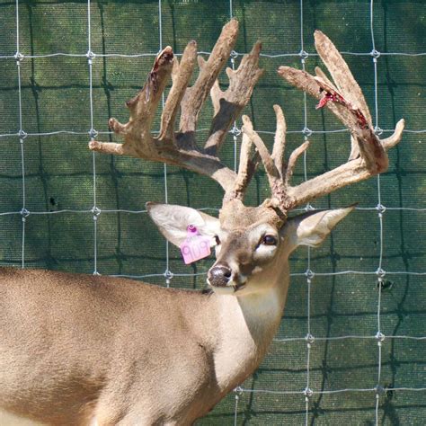 M3 Whitetails Made My Mcdecision Deer Breeder In Texas Whitetail