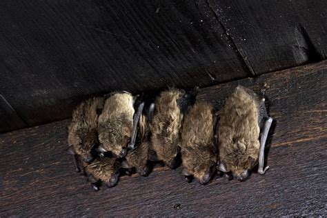 Bat Myths And Misconceptions Debunking Common Beliefs